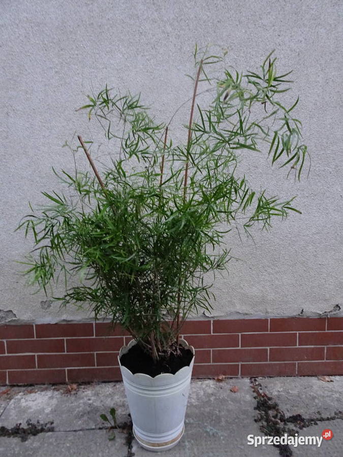 asparagus sierpowaty Zielone Warszawa