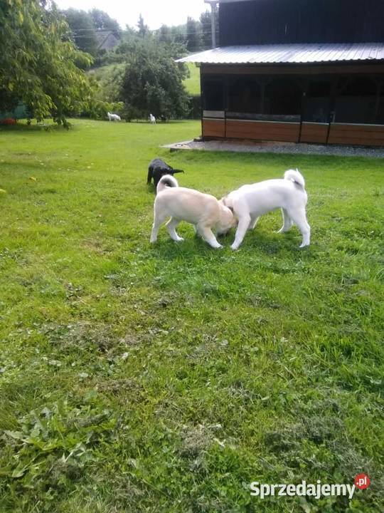 Łajka Zachodniosyberyjska dolnośląskie Kłodzko