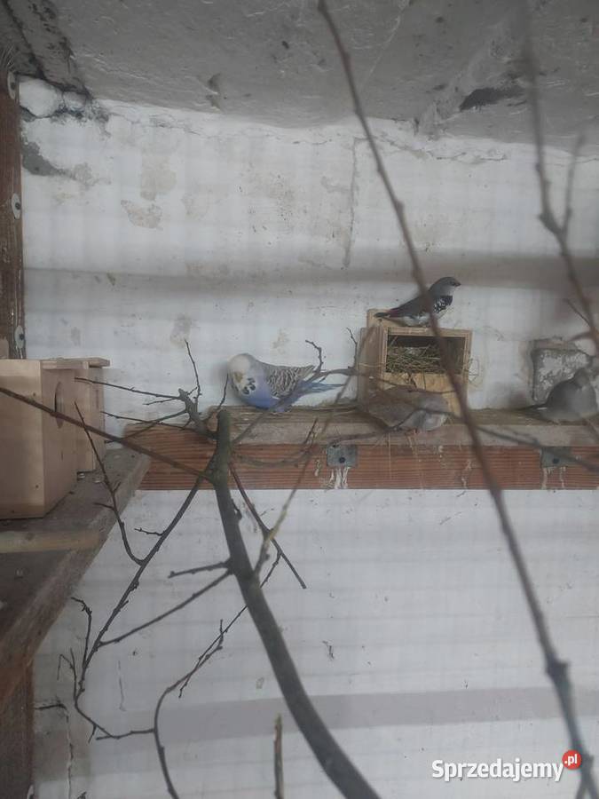 Sprzedam papugi faliste WPF i drobną egzotykę łódzkie Błaszki