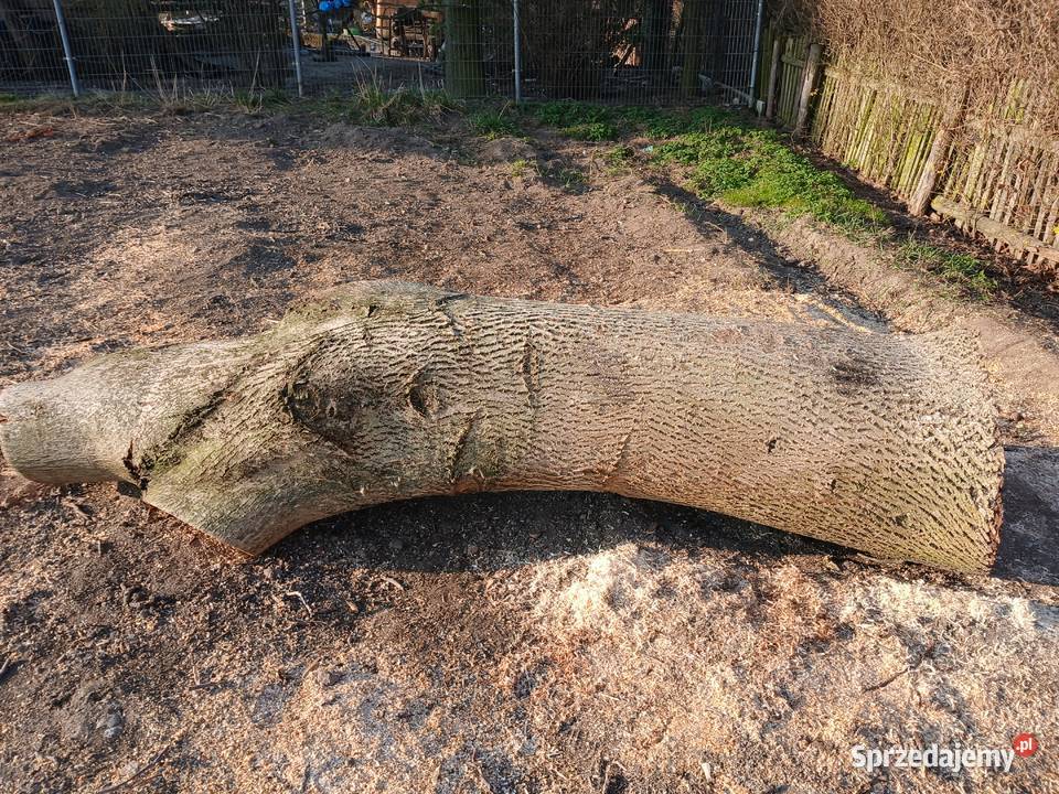 Sprzedam drewno orzech wloski dolnośląskie Ząbkowice Śląskie sprzedam