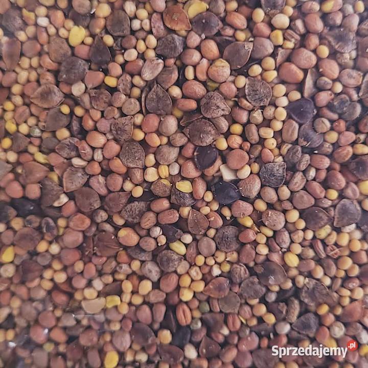 Mieszanka Obszary z roślinami miododajnymi lubelskie Puławy