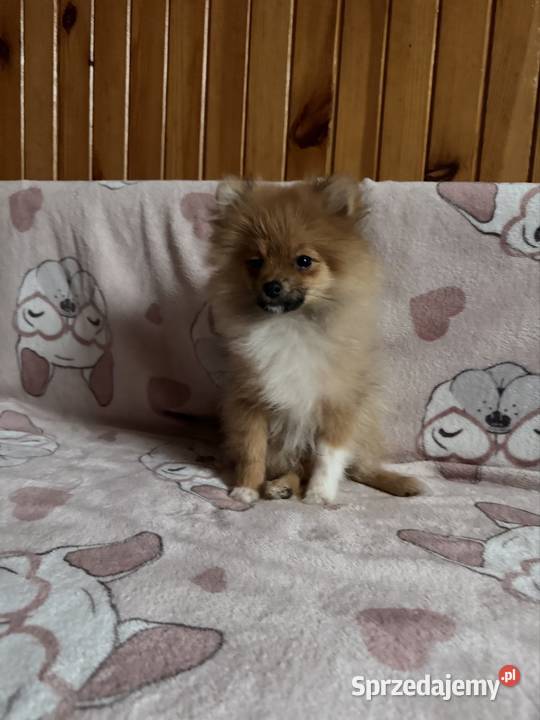 Szpic Miniaturowy pomeranian komplet szczepień