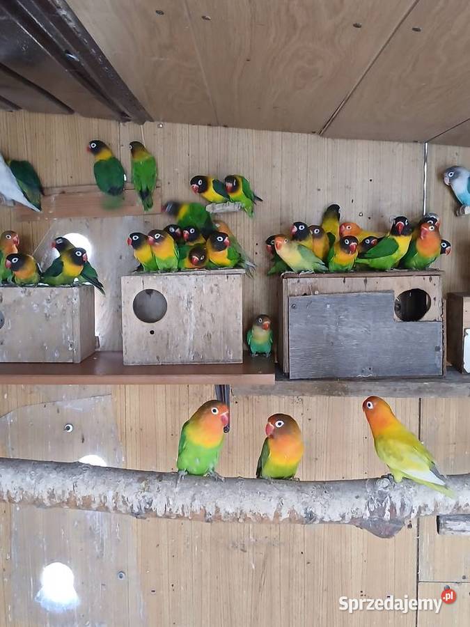 Fiszery dorosłe Rżyska sprzedam