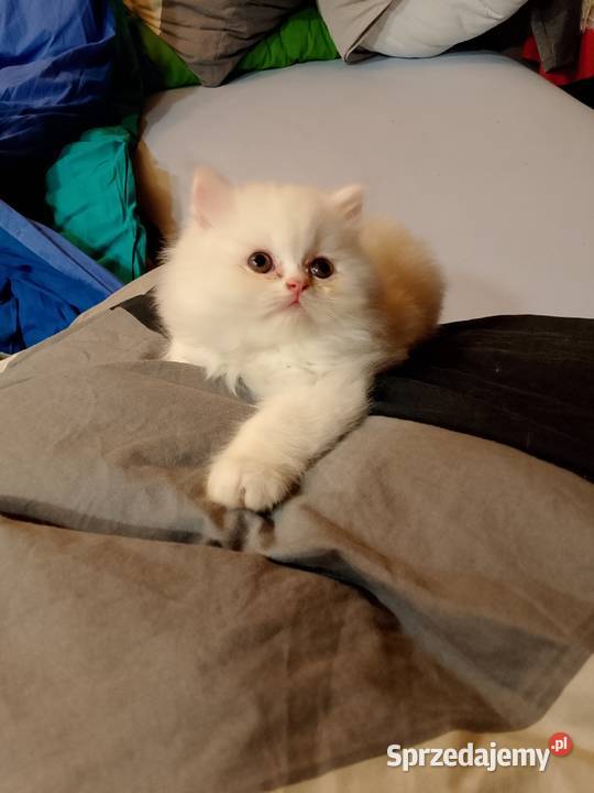 Przeurocze kanapowce perskie przytulasy Karpacz