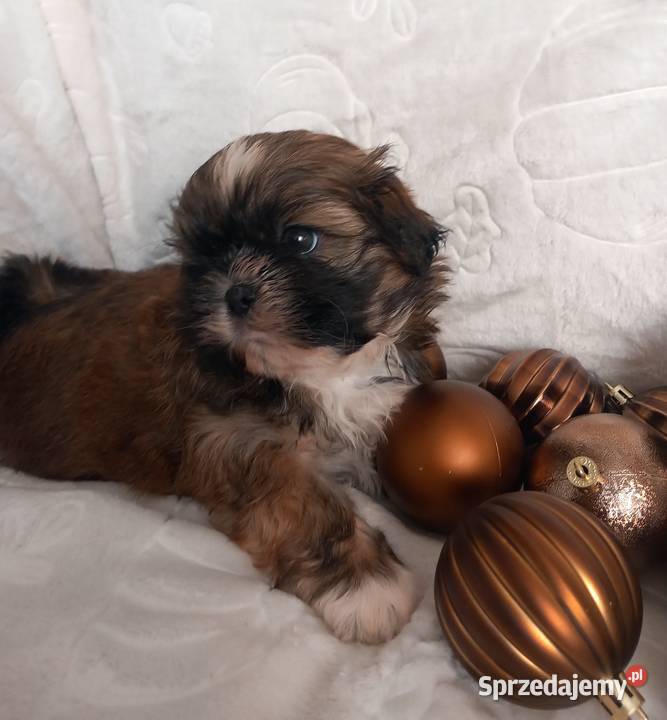 ShihTzu chłopiec odbiór w grudniu Strzelce Opolskie sprzedam
