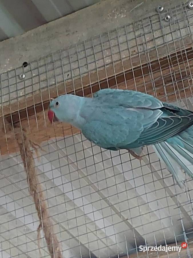 Aleksandretta obrożna