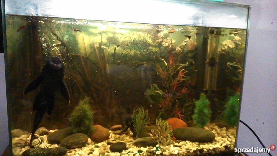 Glonojady olbrzymie Brodnica