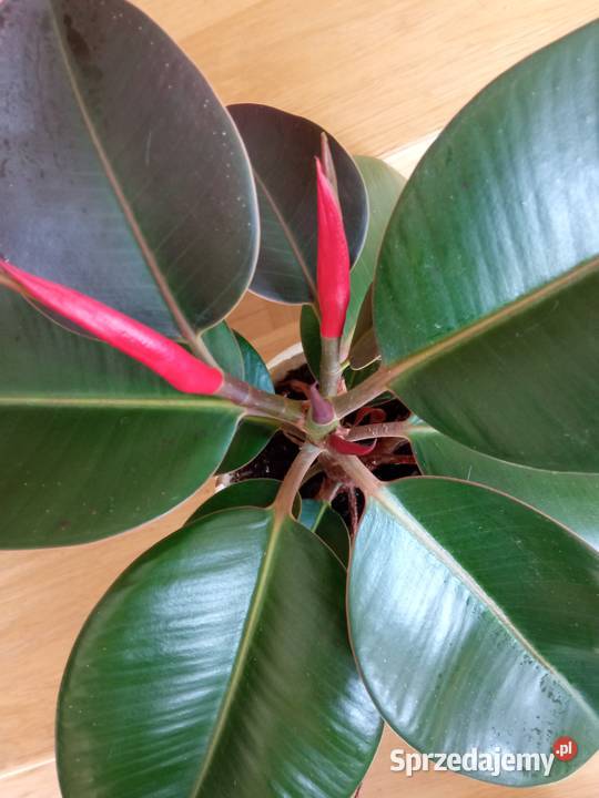 A może żyworódkę Zielone Białystok