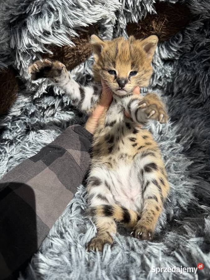 Samica serwal małopolskie sprzedam