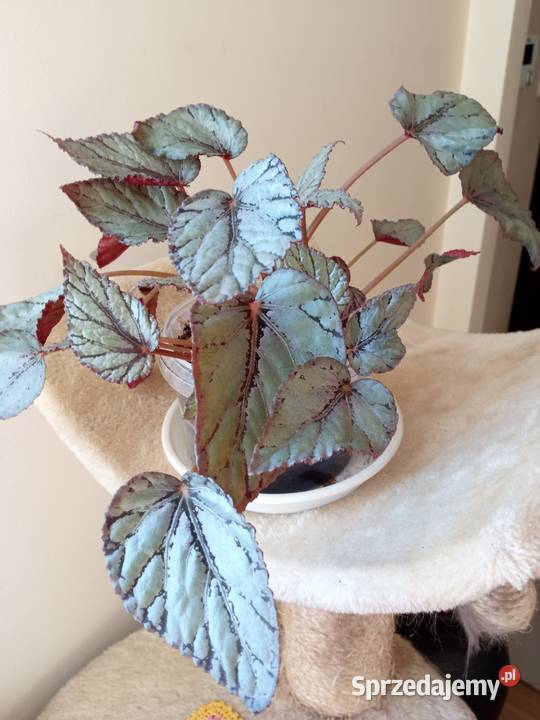 Kwiaty doniczkowe rzadka trzykrotka i Zielone Białystok