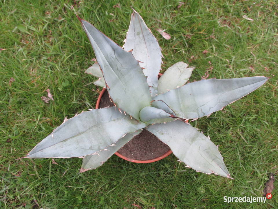 Agave titanota White Ice agawa tytanowa sadzonka