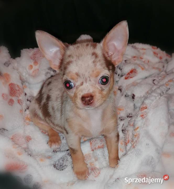 Suczka Chihuahua choco merle tan