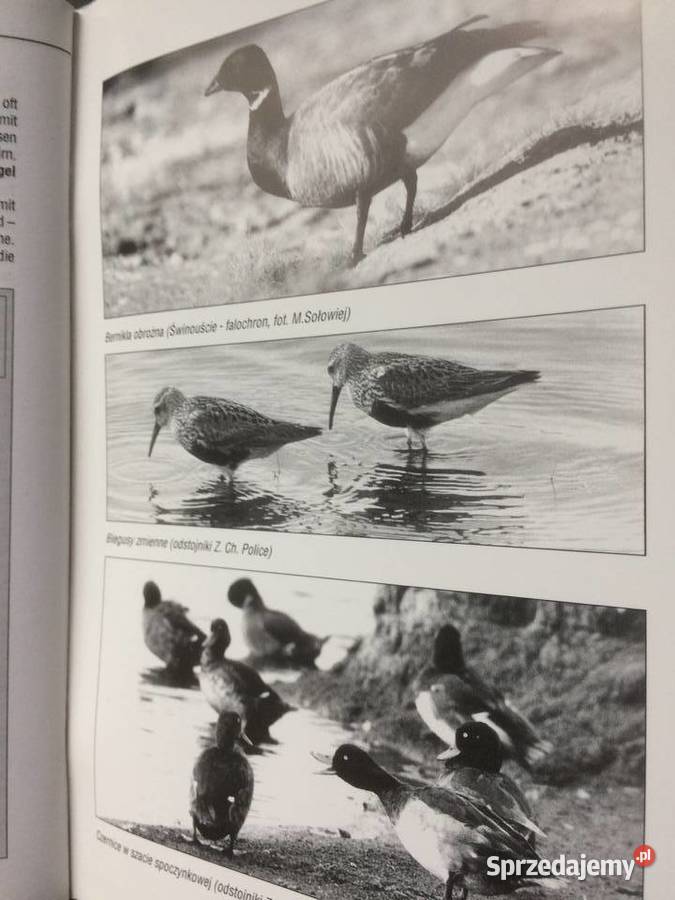3683 Ptaki WodnoBłotne Na Pomorzu Zachodnim zachodniopomorskie sprzedam