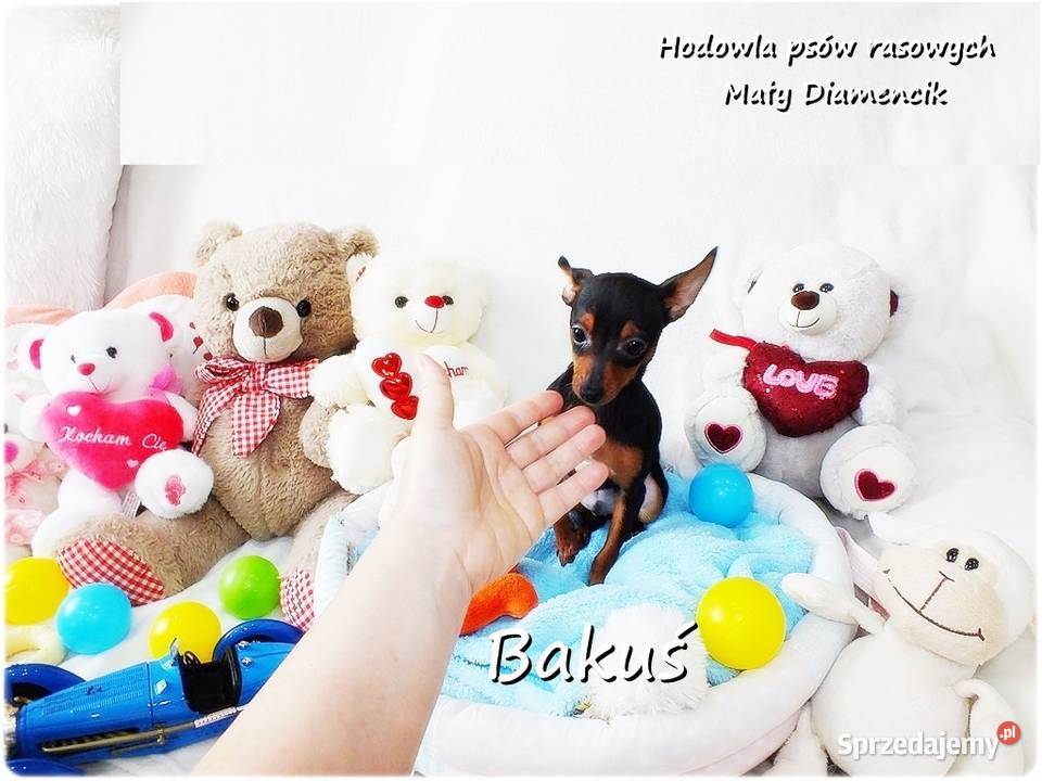 Mały Piesek BAKUŚ Ratlerek sarenka Pinczer Żary