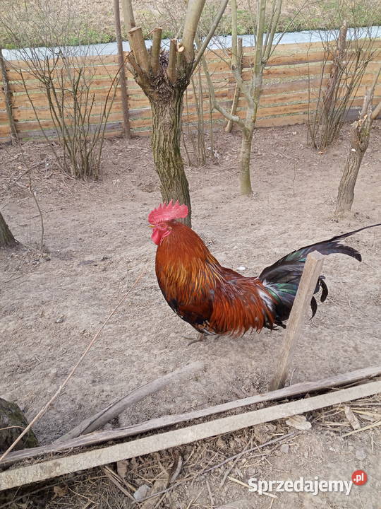 Kogut rasy Feniks miniaturowy i kogut Glinik Charzewski