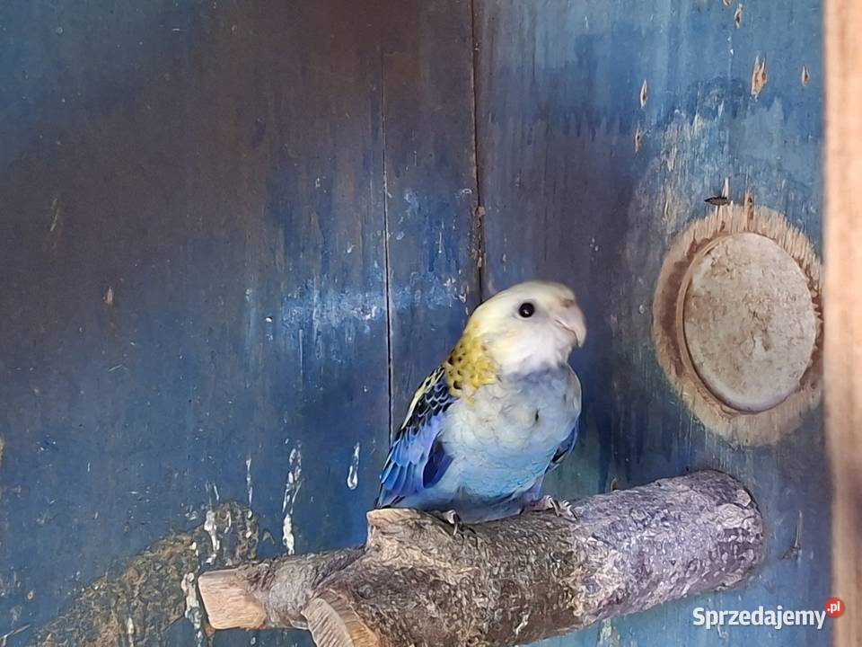 Rozelle blade i królewskie Rzeszotary