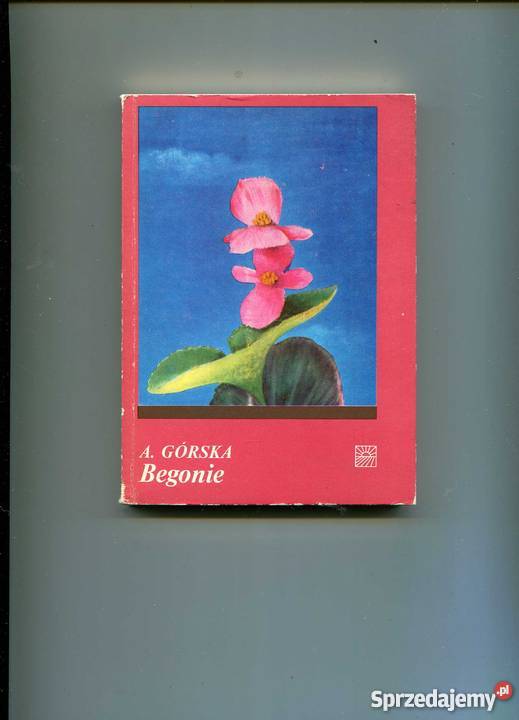 Begonie zachodniopomorskie Szczecin