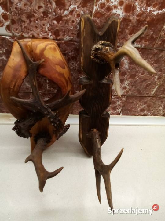 Wieszak z poroża Leżajsk