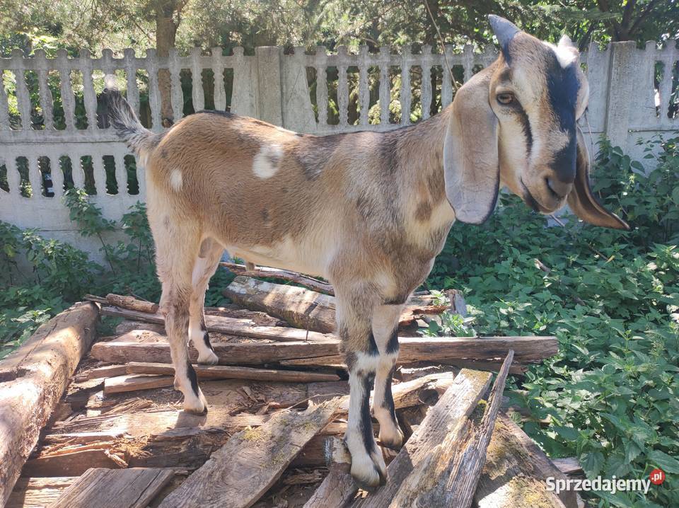 Kozy anglonubijskie Zwierzęta Krosnowa