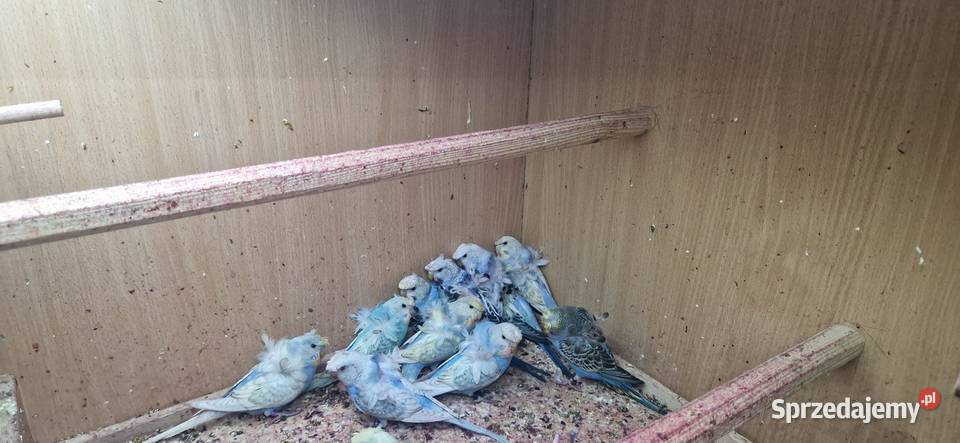 Papugi faliste helikoptery 2f