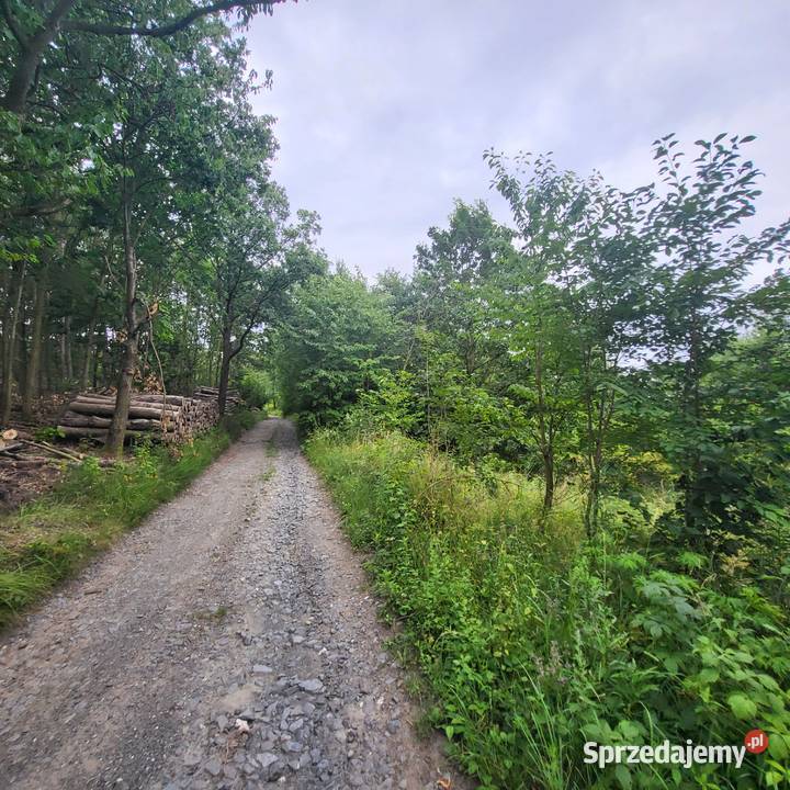 Działka niezabudowa Jaszkówka gm Kłodzko 31zł/m2 dolnośląskie sprzedam