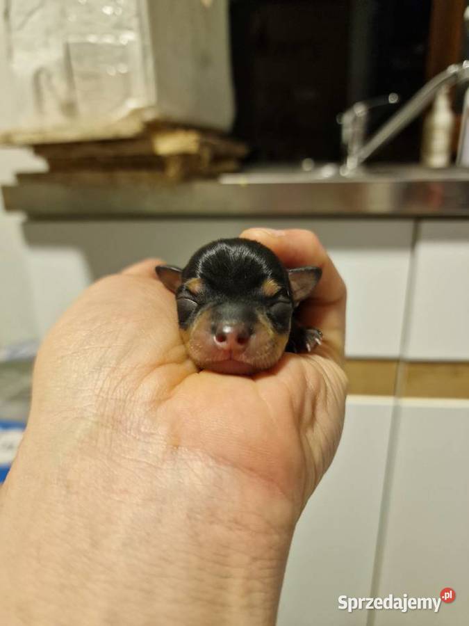 Pinczer miniaturowy XXS zapowiedź miotu ratlerek mazowieckie