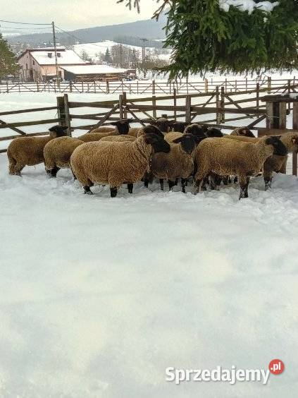 Owce jagnięta barany czarnogłówki małopolskie Pagorzyna