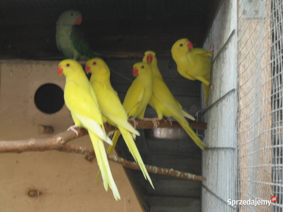 Papugi Aleksandretty 24 i 25 rżółte Luboń