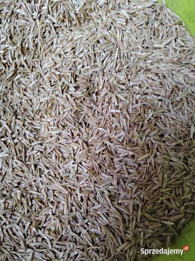 Nasiona wielkopolskie Chodów