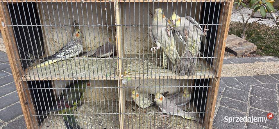 Sprzedam papugi widoczne na zdjęciach wielkopolskie