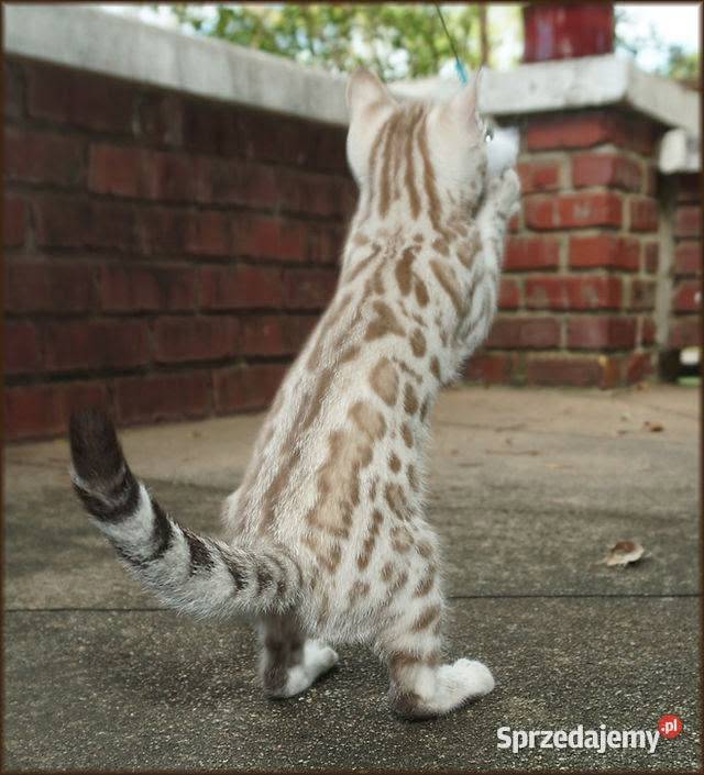 Kocurek Bengalski Snow Lynx Gotowy do odbioru Dzierżoniów