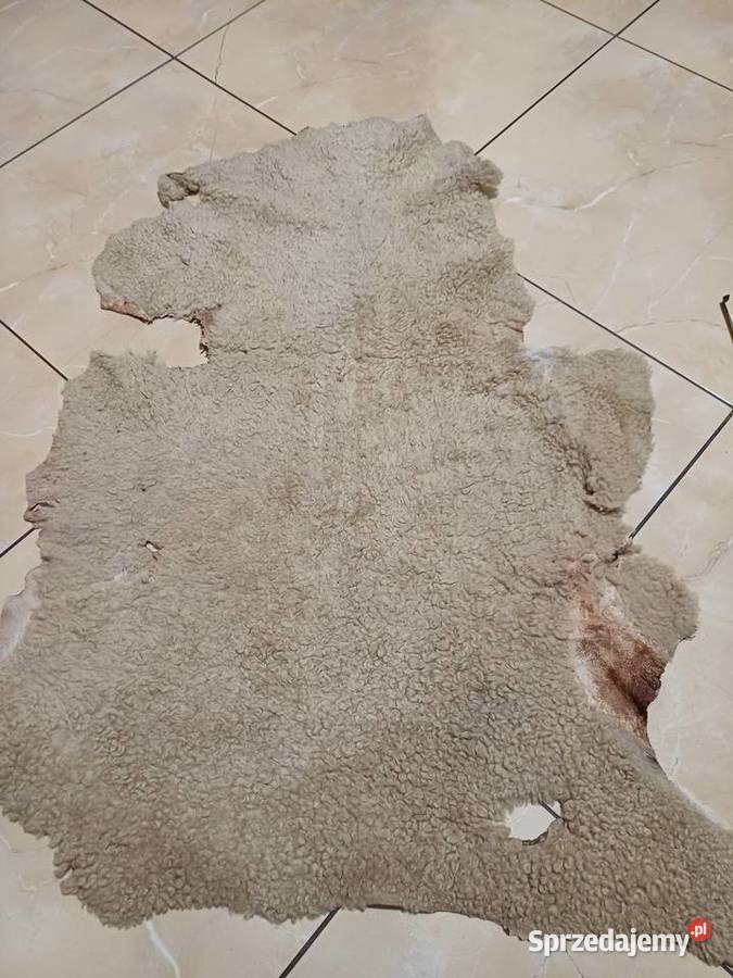Skóra owcza różne wymiary krótko strzyżone Pozostałe Siedlce