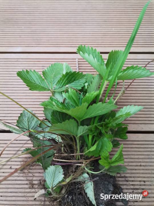 Sadzonki Poziomki rozłogowej szybko Jaworzno