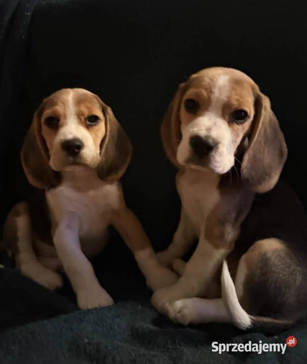 Cudowna dziewczynka Beagle championie Mińsk Mazowiecki