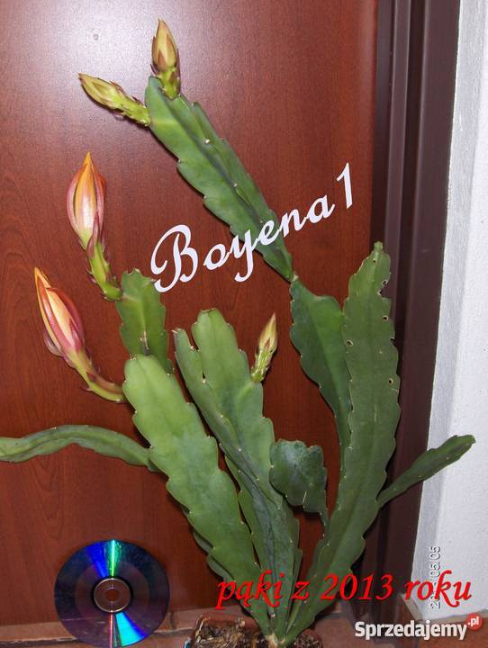 EPIPHYLLUM Pastelowe RARYTAS w Polsce KAKTUS Skawina
