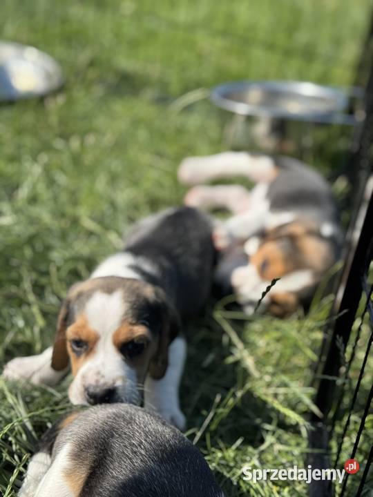 Beagle piesek hodowla rodowód chip wyprawka Beagle Radom