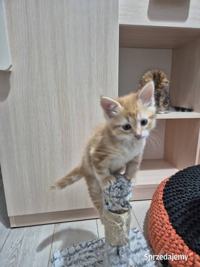 Kocurek Syberyjski OLO rodowód FIFE FPL Stary Broniszew