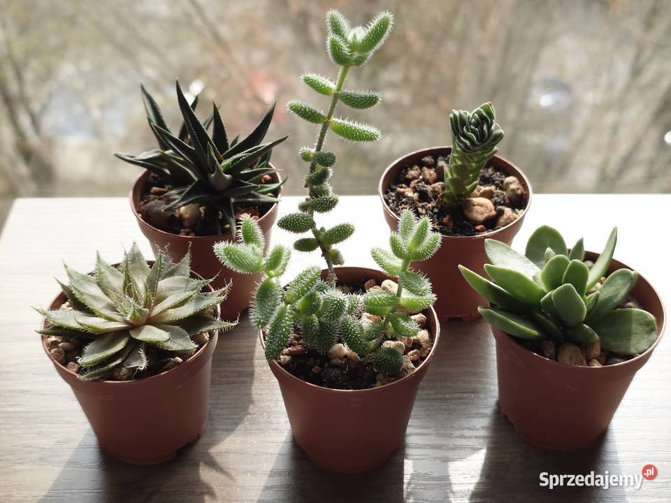 Sukulenty 5 kolekcja Crassula kimnachi Haworthia Kaktusy i sukulenty Warszawa