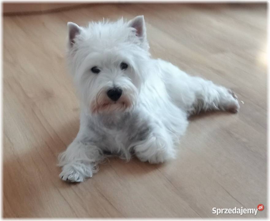 West Highland White Terrier ZKwP FCI Częstochowa