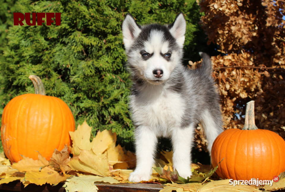 Siberian Husky Szczenięta Niebieskie Oczy Sochaczew