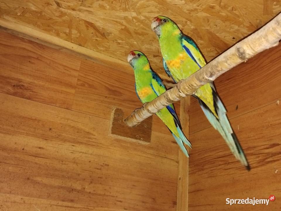 Barnard czerwonoczelny Ptaki Prabuty