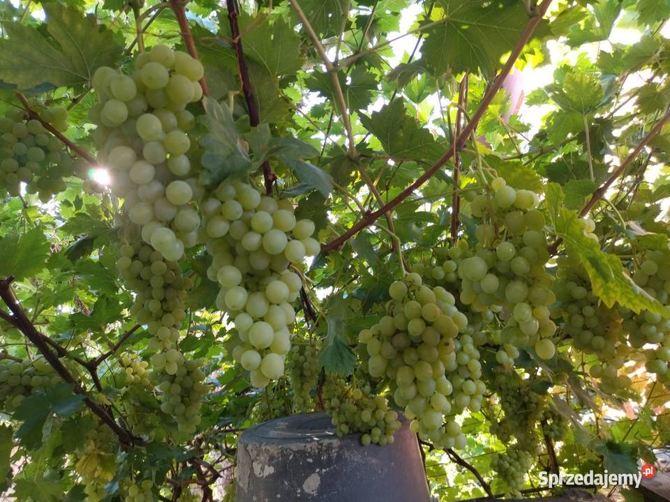 Winogron na soki wino bezpośredniego spożycia Wrocław