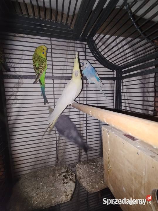 Papugi nimfy para sprzedam