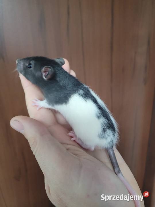 Szczur szczury szczurki samce samice Zawiercie sprzedam