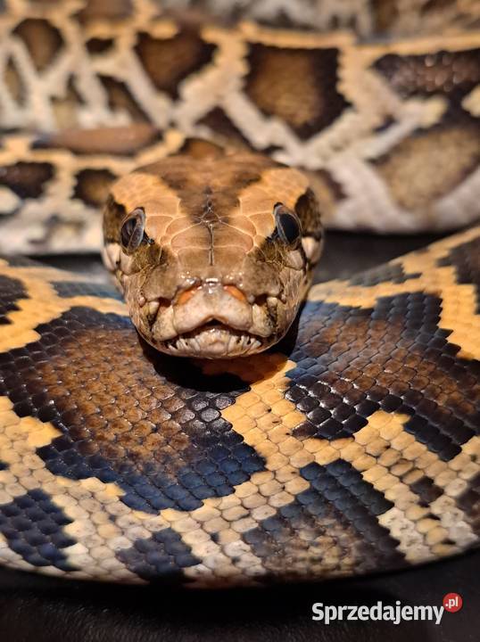 Pyton birmański tygrysi samiec classic het Spytkowice