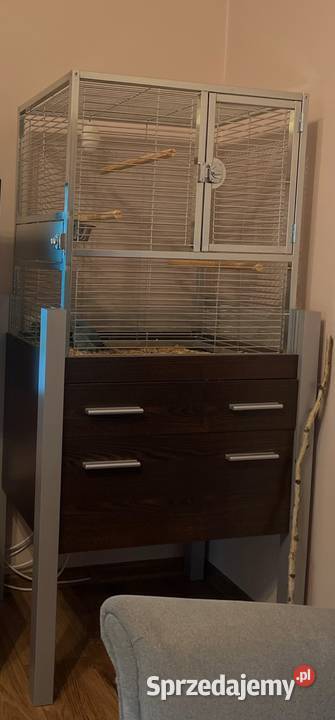 Papuga Aleksandreta obrożna ręcznie karmiona Katowice