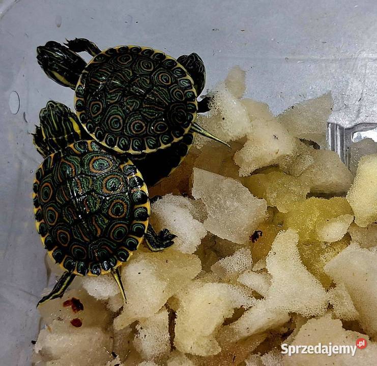 Żółw wodnolądowy Wołomin