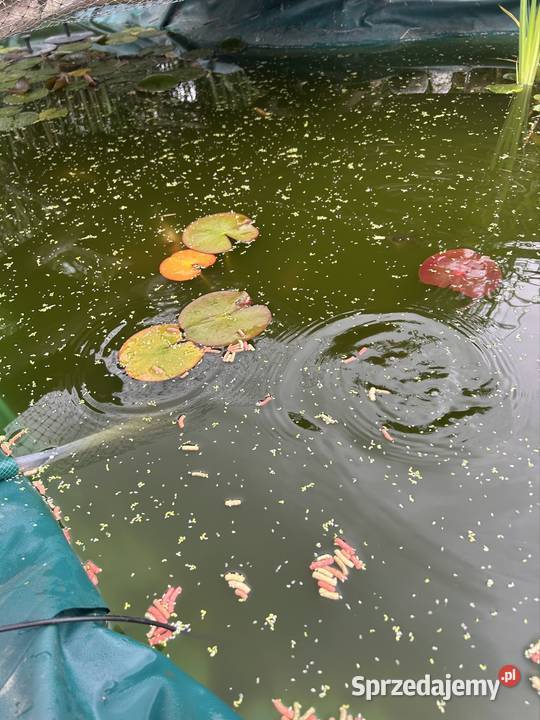 Narybek karasi koi Bonarówka