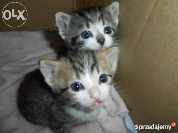 Do oddania 3 małe śliczne koty Gorlice