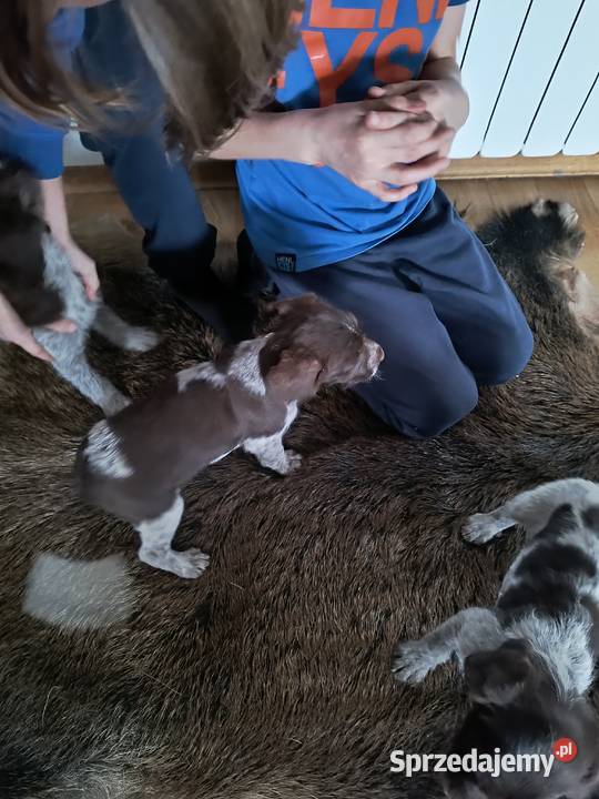 wyżeł niemiecki szorstkowłosy szczeniaki Mielec